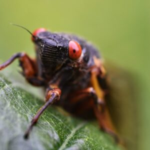 Read more about the article Fish With Big Forehead: Discover the Incredible Power of This Unique Creature