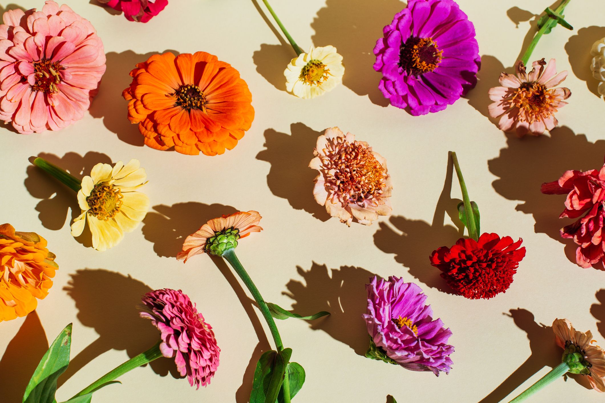 You are currently viewing Facebook Cover Photos Flowers: Enhance Your Profile with Stunning Floral Imagery