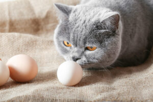 Read more about the article How Much Taurine in Eggs? The Ultimate Guide