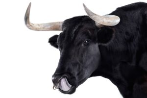 Read more about the article Taurine Bull Semen: Boost Your Energy Naturally