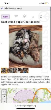 Read more about the article Chattanooga Craigslist Pets